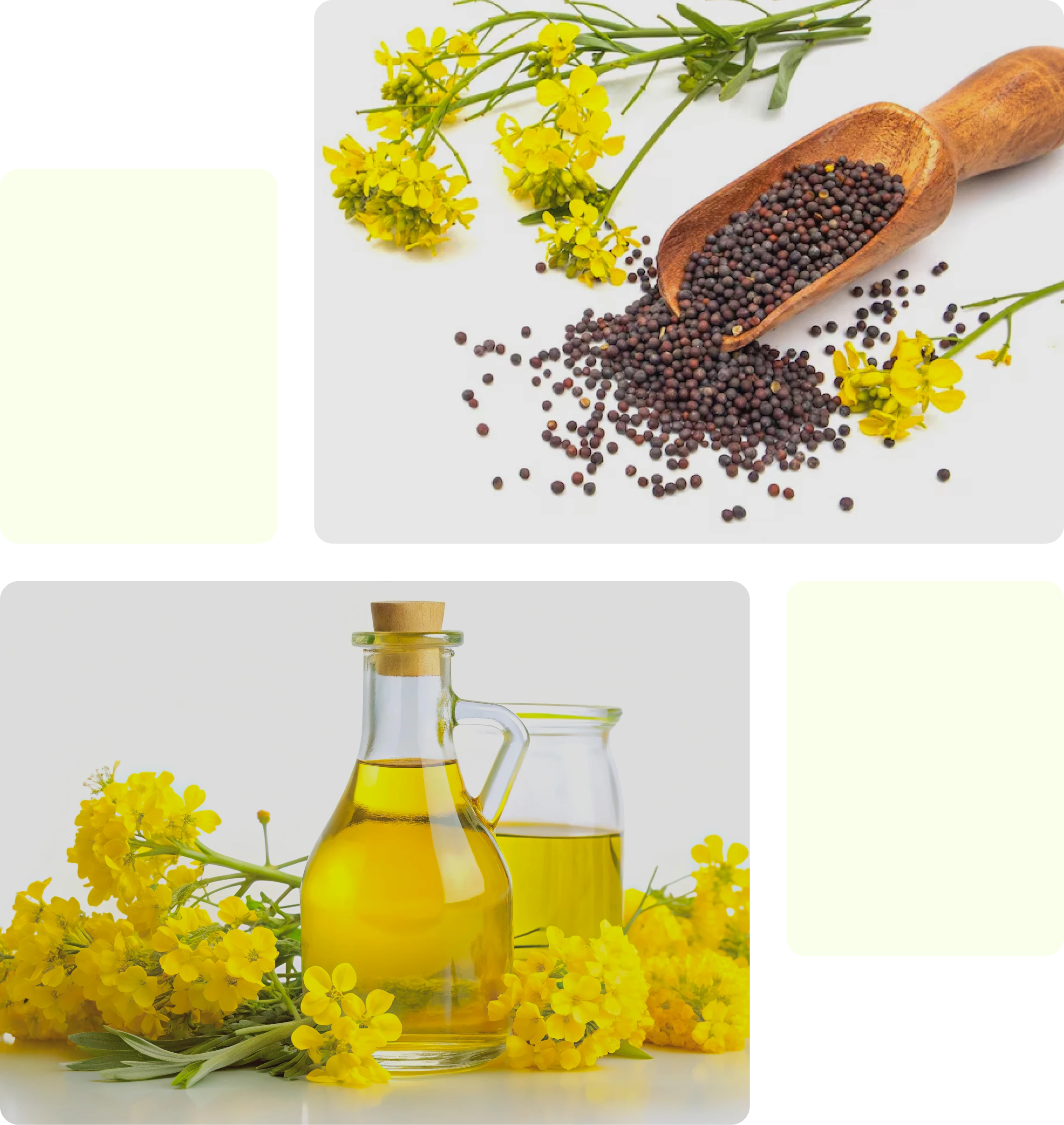 Canola Oil - Category Oils Tradeasia