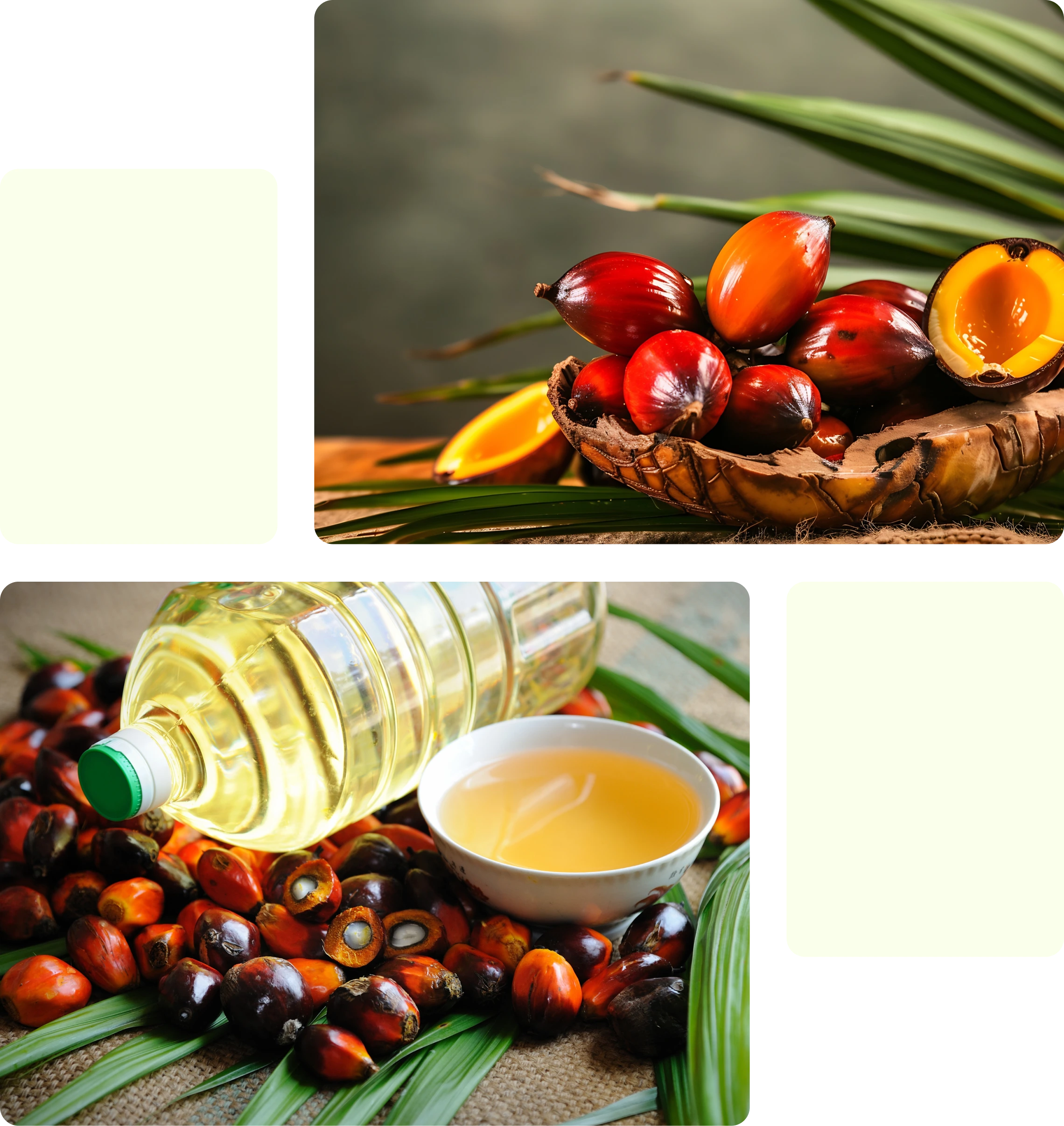 Palm Oil - Category Oils Tradeasia