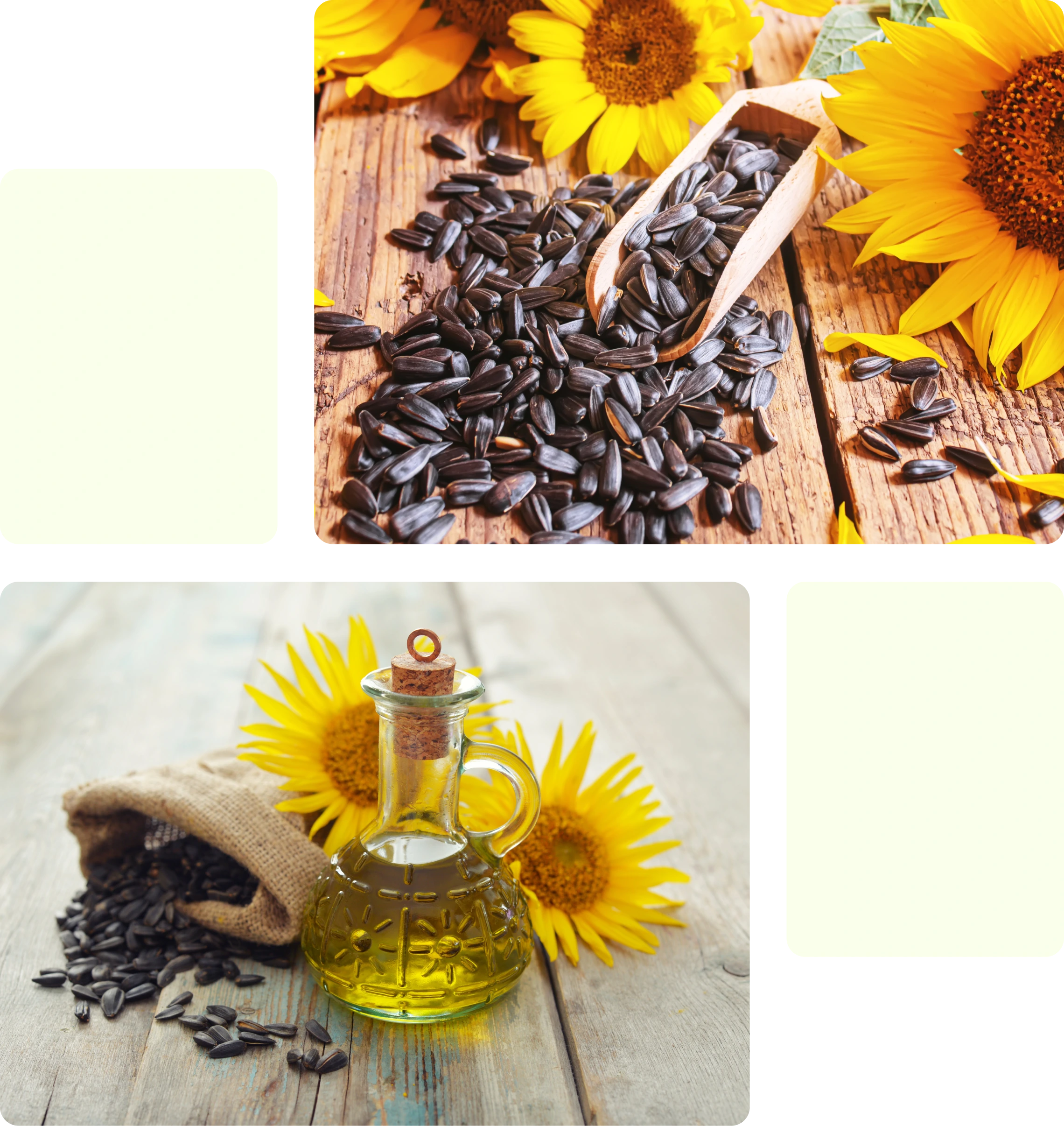 Sunflower Oil - Category Oils Tradeasia