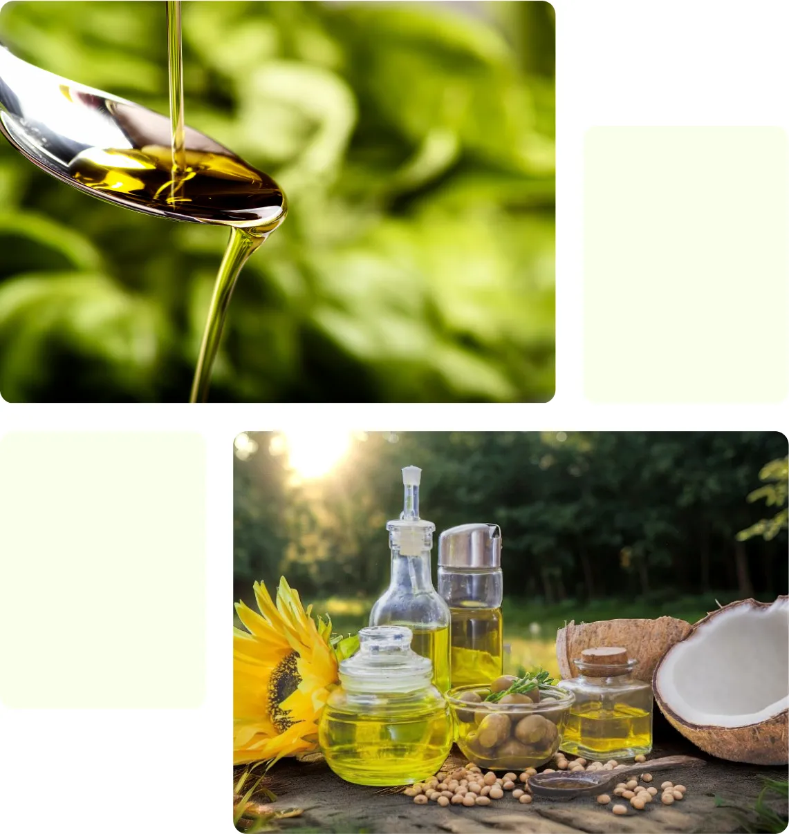 What we offer Section - Home Oils Tradeasia
